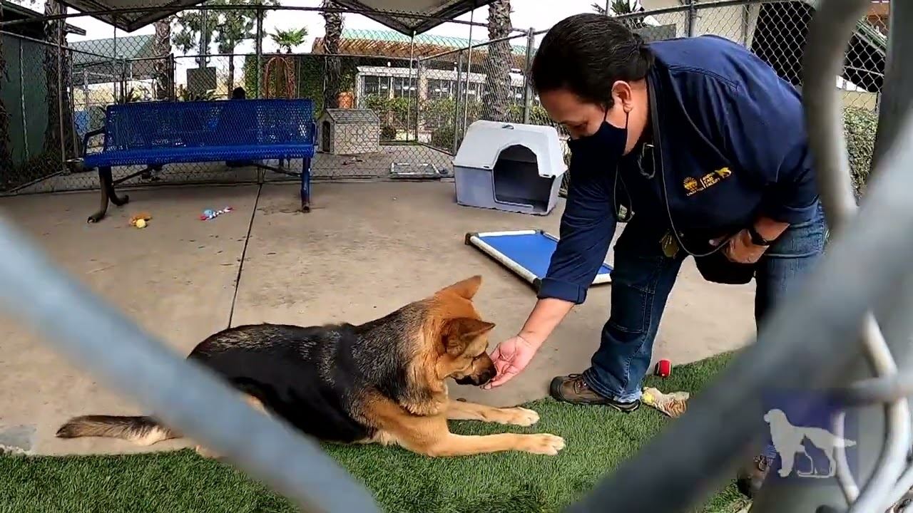 Animal Control_Photo